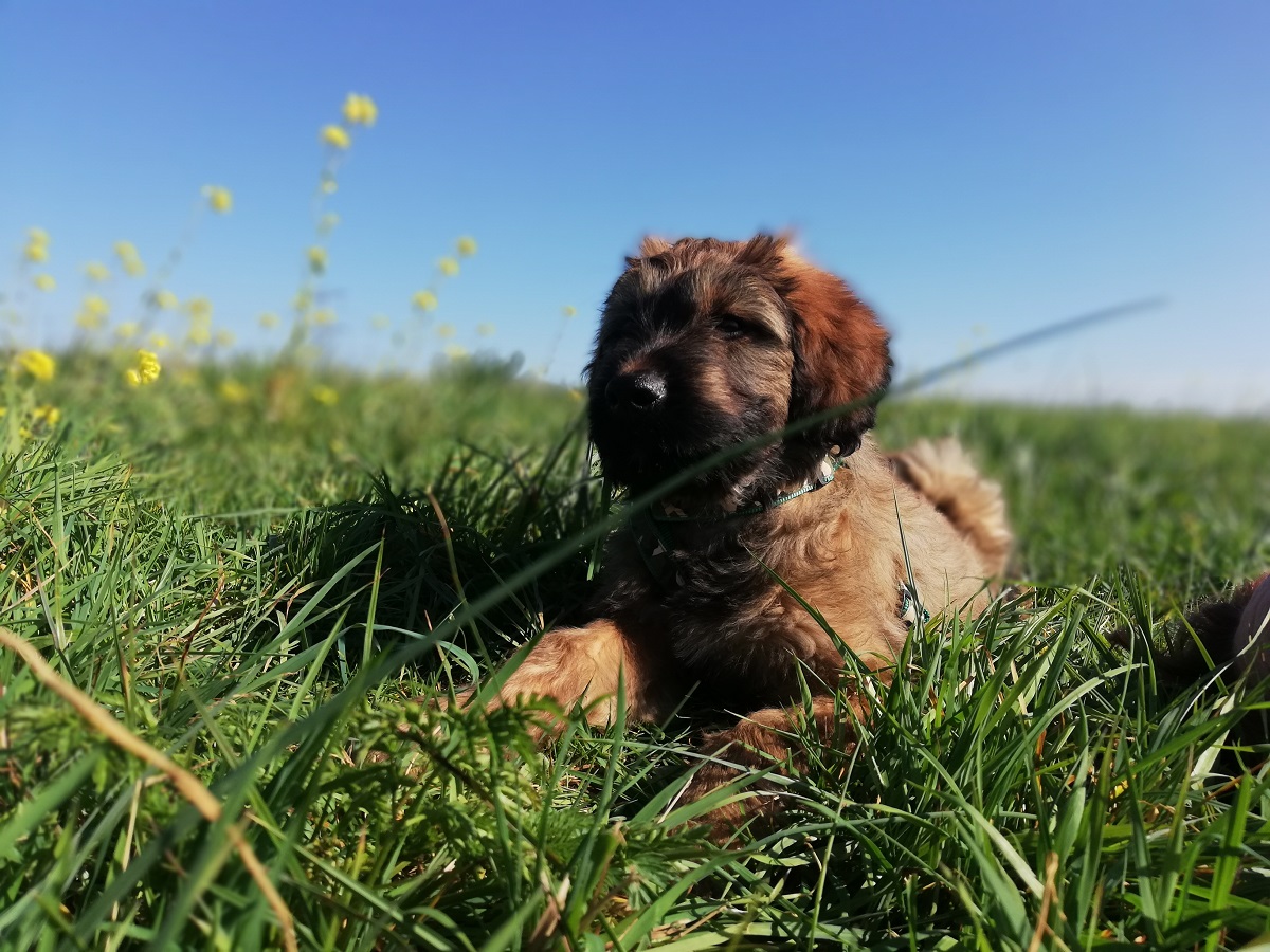 Wer oder was bin ich eigentlich ?! – Briard-Bruno.com