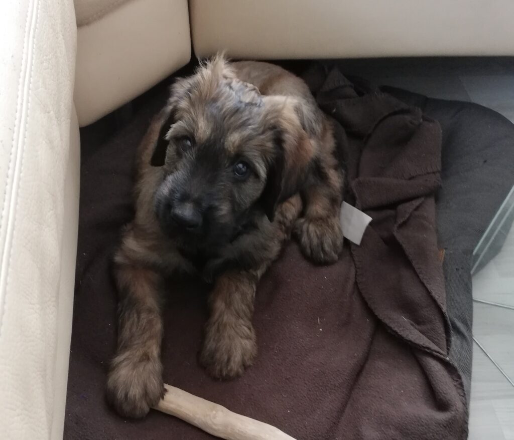 Briard Bruno 3 Monate alt ,vor Couch mit Stöckchen