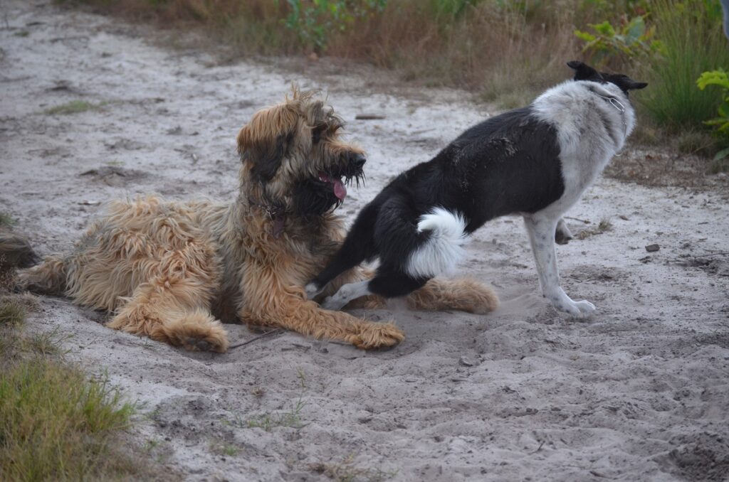 Briard im Sand beim Spielen